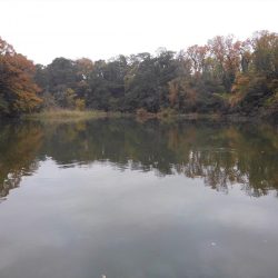 大安トラウトレイク 釣果